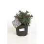 Kép 1/2 - Euphorbia amygdaloides 'Purpurea' / Erdei kutyatej
