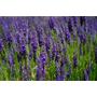 Kép 2/2 - Lavandula 'Hidcote Blue' / Sötétkék levendula