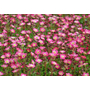 Kép 2/2 - Saxifraga x arendsii 'Pixie rose' / Rózsaszín virágú kőtörőfű