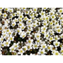 Kép 2/2 - Saxifraga x arendsii 'Pixie white' / Fehér virágú kőtörőfű