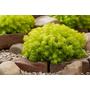 Kép 2/3 - Sedum reflexum 'Angelina' / Kövi varjúháj