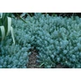 Kép 2/2 - Sedum reflexum 'Blue Spruce' / Kék kövi varjúháj