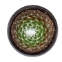 Kép 2/2 - Sempervivum arachnoideum 'Tomentosum' / Kövirózsa