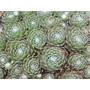 Kép 1/2 - Sempervivum arachnoideum 'Tomentosum' / Kövirózsa