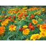Kép 2/2 - Tagetes patula / Bársonyvirág, büdöske