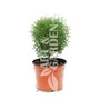 Kép 1/2 - Thuja occidentalis 'Tiny tim' / Törpe gömbtuja