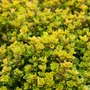 Kép 1/2 - Thymus x citriodorus 'Aureus' / Aranylombú citrom illatú kakukkfű