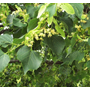 Kép 2/2 - Tilia cordata 'Greenspire' / Kis levelű hársfa