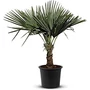 Kép 1/3 - Trachycarpus fortunei / Kínai kenderpálma