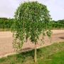 Kép 1/3 - Ulmus pendula 'Mauro' / Kis levelű csüngő szilfa