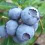 Kép 2/2 - Vaccinium corymbosum 'Bluegold' / Kék áfonya bokor