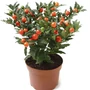 Kép 1/2 - Solanum pseudocapsicum / Korallbokor