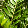 Kép 2/2 - Zamioculcas zamiifolia / Agglegénypálma