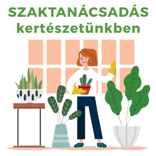 Szaktanácsadás kertészetünkben