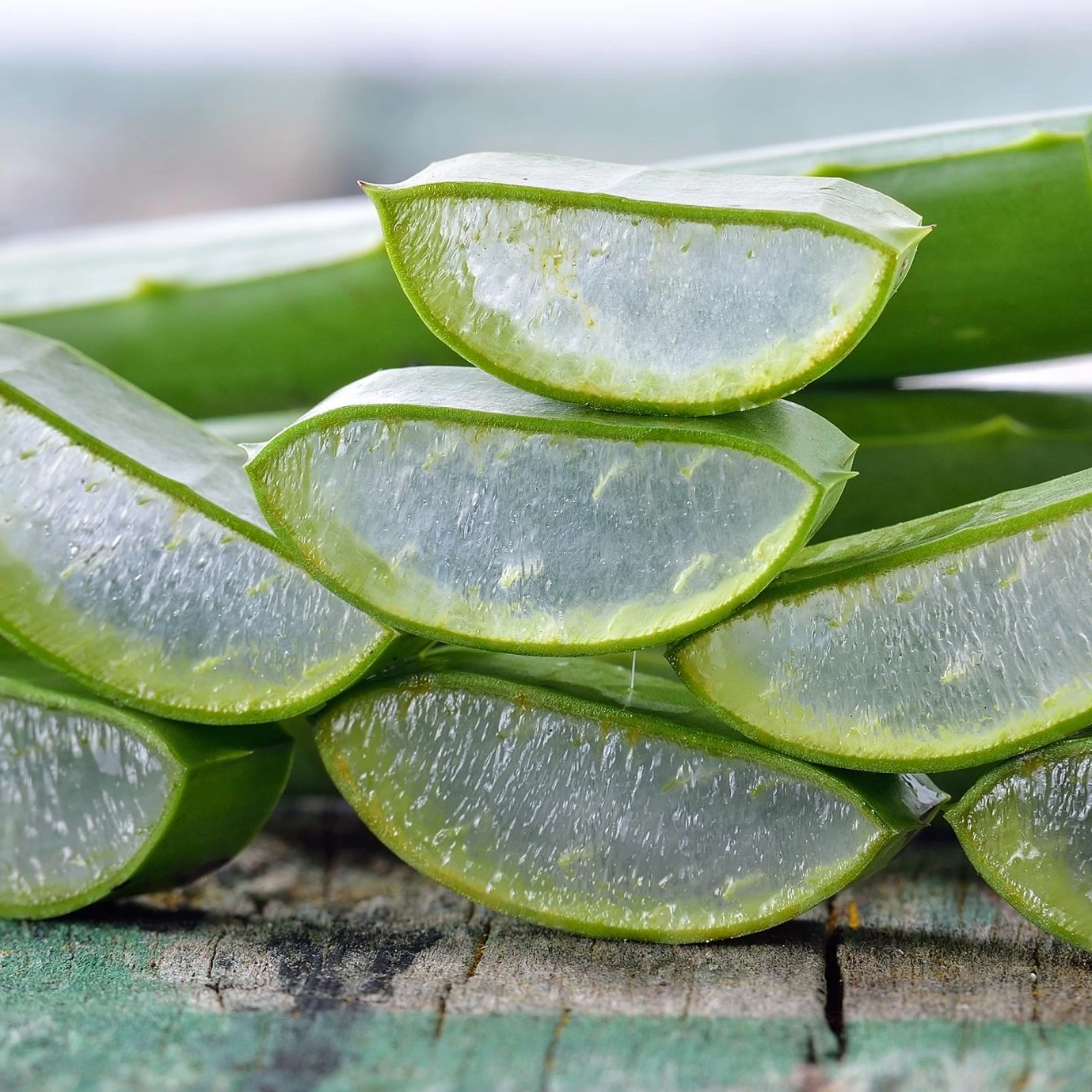 Aloe vera / Orvosi alo | Art&Garden Kertszeti ruda rdliget, rd, Disd